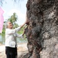 Phi lao cổ thụ hơn 120 tuổi được công nhận cây di sản Việt Nam