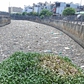 Rác ngập mặt kênh