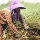 Từng 'mở mắt ra có tiền triệu', nghề cắt cỏ bàng nay chỉ còn người già bám trụ