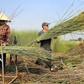 Loại cỏ chỉ ưa nước phèn, nước mặn: Đã có thời thương lái giành nhau mua