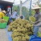 Đồng Tháp kiến nghị 'gỡ vướng' xuất khẩu sầu riêng sang Trung Quốc