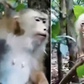 Clip giải cứu khỉ mẹ bị mắc bẫy, khỉ con đứng bên lo lắng: Ai thấy cũng thương