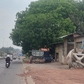 Tán cây xanh xòa ra đường