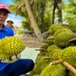 Bí quyết giúp nông dân trồng sầu riêng giữ giá ổn định