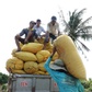 Mỹ dự báo Philippines nhập khẩu gạo kỷ lục tới 5,5 triệu tấn