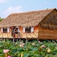 Lão nông chuyển ruộng lúa thành homestay giữa đồng sen, du khách đến rồi nhớ mãi