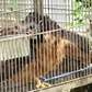 Đi tưới rau, người đàn ông phát hiện chim diều hoa Miến Điện quý hiếm