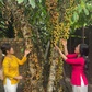 Vườn cây ăn trái ở TP.HCM vào mùa chín rộ, giới trẻ mê mẩn tìm đến