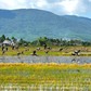 Cảnh tượng hiếm gặp: Cò nhạn sách Đỏ kéo đàn về cánh đồng Đắk Lắk