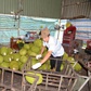 Giá mít liên tục lao dốc, nông dân gặp khó