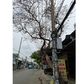 Cây chết khô