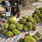 Sầu riêng rớt giá, nhà vườn mang ra lề đường bán lẻ