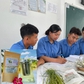 Sinh viên làm sản phẩm độc lạ: Trà từ lúa chét ST25
