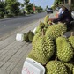 Đằng sau việc sầu riêng tràn ra lề đường