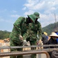 Bộ đội căng mình dựng trường học giữa đại ngàn