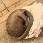 Đồng Nai: Thăm vườn, người dân bất ngờ phát hiện tê tê Java quý hiếm
