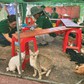 Giải cứu hơn 400 con mèo: Thảo Cầm Viên chụp ảnh từng con để tìm chủ