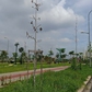 Nguy cơ từ những hàng cây 'chết đứng'