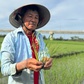 Nắng nóng và xâm nhập mặn, lúa hè thu ở Quảng Ngãi chết hàng loạt
