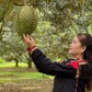 Lễ hội sầu riêng Đắk Lắk 2026: Kỷ lục 101 món ăn, show diễn ánh sáng cực đỉnh