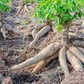 1.001 chuyện cây sắn và ethanol: Ký ức… sắn!