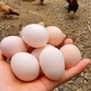 Giá trứng xuống đáy, người chăn nuôi điêu đứng