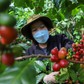 Giá cà phê Việt Nam cao hơn thế giới 50 USD/tấn, vì sao?