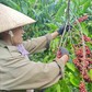 Nông sản xanh VN bắt đầu thu giá trị 'vàng'