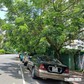 Nguy cơ từ tán cây xanh lấn đường