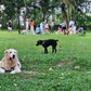 Chó thả rông không rọ mõm 'chiếm' công viên ở TP.HCM, người dân bất an