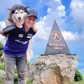 Chú chó Alaska 11 tuổi thích leo núi: 4 lần chinh phục đỉnh Bà Đen