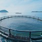 Nuôi biển Việt Nam 'truyền cảm hứng cho cả khu vực'