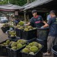 Dư sầu riêng, Malaysia nghiên cứu tuyến đường bộ để xuất khẩu hàng tươi sang Trung Quốc