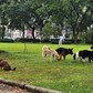 TP.HCM: Công viên Cảnh Đồi vẫn đông chó thả rông không rọ mõm sau phản ánh