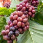 Giá cà phê nội địa tăng nhanh hơn thế giới