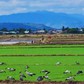 Đàn cò ốc quý hiếm hơn 100 con bất ngờ xuất hiện trên đồng lúa Gia Lai