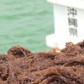 Hoạt chất Fucoidan Nhật Bản chăm sóc sức khỏe chủ động mỗi ngày