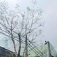 Cây chết khô