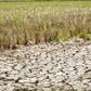 'Siêu El Nino' có thể gây thiệt hại 350.000 ha lúa đông xuân 2026 ở ĐBSCL
