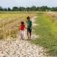 Bảo vệ vựa lúa miền Tây trước 'siêu El Nino' thế nào?
