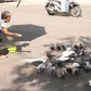 Hơn 10 năm gọi đàn bồ câu hoang là 'con', người phụ nữ thành 'mẹ' của đàn chim