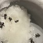 Chủ nhà hàng hai sao Michelin đối mặt án tù vì món ăn làm từ kiến
