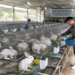Người chăn nuôi thỏ kiến nghị được đối xử như chăn nuôi gà
