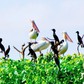 Khám phá vườn chim Bạc Liêu: Hơn 100 loài chim tụ hội giữa rừng ngập mặn