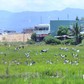 Lần đầu tiên, hàng trăm con cò nhạn quý hiếm xuất hiện ở Quy Nhơn Đông