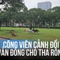 Công viên Cảnh Đồi vẫn đông chó thả rông, không rọ mõm: Lãnh đạo phường nói gì?