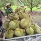 Trung Quốc tăng nhập, vì sao sầu riêng vẫn rớt giá?