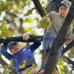 Nghề 'người nhện' hái sầu riêng: Leo cây cao 10 m, kiếm hơn 1 triệu đồng/ngày