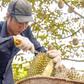 Sầu riêng Việt Nam mở thêm thị trường tỉ dân mới