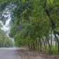 Cây xanh choán tầm nhìn
